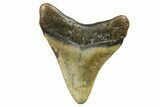 Fossil Megalodon Tooth - North Carolina #298857-1